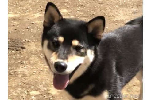 販売中の柴犬の親犬